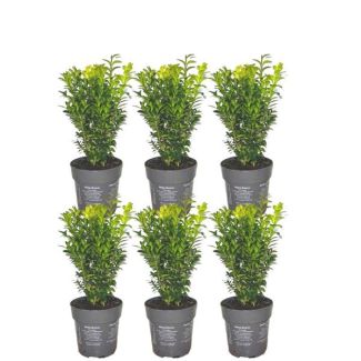 6 pièces de Buxus = 1 mètre de haie
