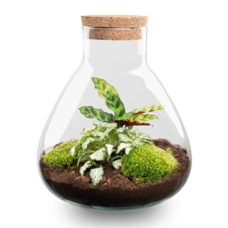Idée cadeau ! Terrarium de plantes DIY, Sammie Calathea avec liège, Ø 22,5 ↕ 27 cm, Écosystème autonome, Ensemble complet avec plantes et mousses sans Toos, Peu d'entretien, Attraction visuelle