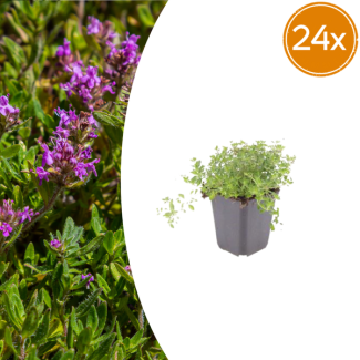 24 pièces, Thym, Plante couvre-sol, Persistant, Thymus Serpyllum - ↕10-25cm - Ø9cm