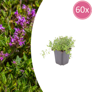 60 pièces, Thym sauvage, couvre-sol bas, Thymus serpyllum, Ø9 cm ↕10–25 cm