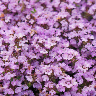 60 pièces de Thymus praecox 'Purple Beauty'