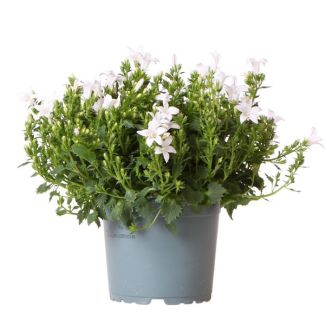 Campanule, Fleur de Cloche, Couleur Blanche, Plantes de Jardin, Plantes d'Intérieur Fleurissantes