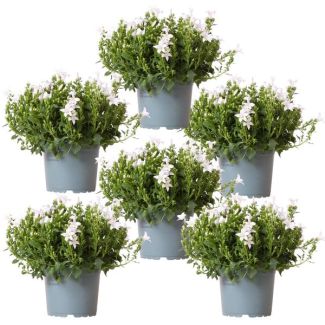 6 pièces de Campanule blanche