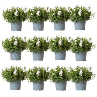 12 Pièces de Campanule Blanche