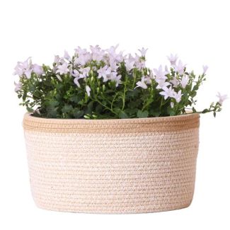 Panier avec 3 pièces de Campanula, Couleur Blanche, Plantes de Jardin, Plantes de Balcon, Bac à Fleurs Rempli, Plantes d'Intérieur, Plante d'Intérieur Fleurie, Campanula Addenda Ambella blanche