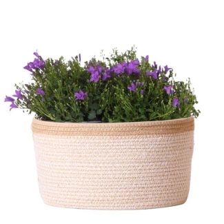 Panier avec 3 pièces de Campanula, Couleur violet, Plantes de jardin, Plantes de balcon, Bac à fleurs rempli, Plante d'intérieur, Plante d'intérieur fleurie, Campanula Addenda Ambella Intense purple