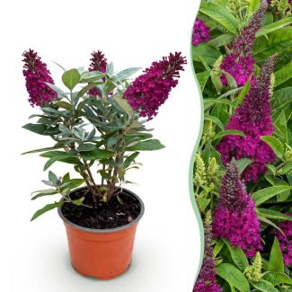 Buddleja rose profond