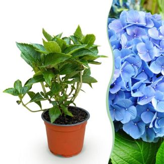 Hortensia Bleue