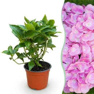 Hortensia Rose