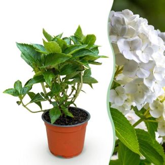 Hortensia Blanche
