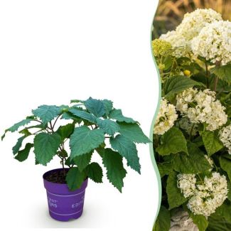 Hortensia Blanche