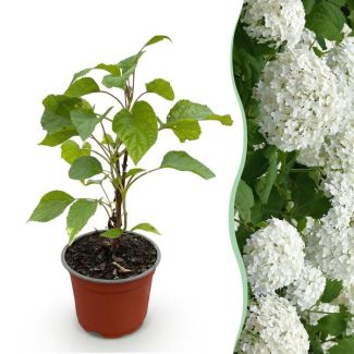 Hortensia Blanche