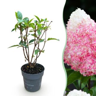 Hortensia paniculée Blanc - Rose