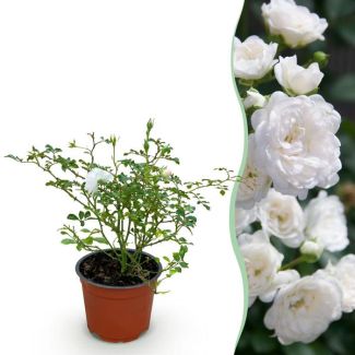 Rose Blanche
