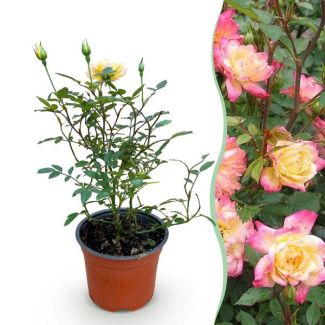 Rose Jaune-Rose