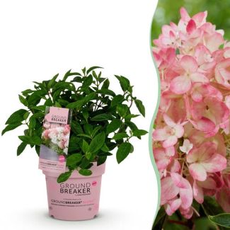 Hortensia paniculée Crème à Rose Doux