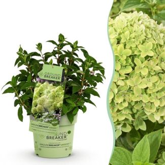 Hortensia paniculée Crème