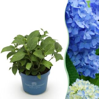Hortensia Bleue