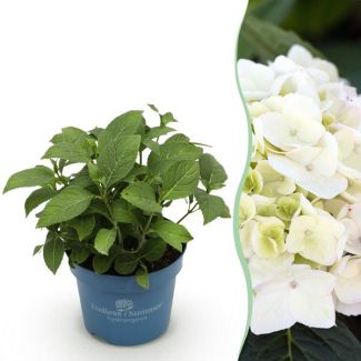 Hortensia Blanche