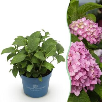 Hortensia Rose