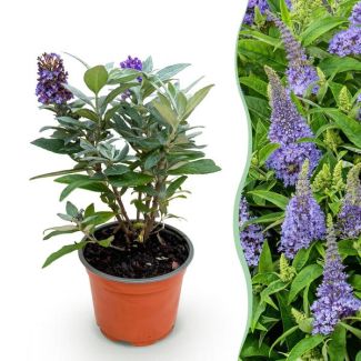 Buddleja davidii ‘Butterfly Candy Little Lila’