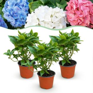 Hortensia Multicolore Rose - Bleu - Blanc