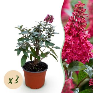 3 Pièces Buddleja Rose - Rouge