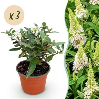 3 pièces de Buddleja blanche