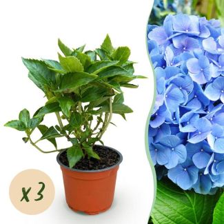 3 Pièces Hortensia Bleue
