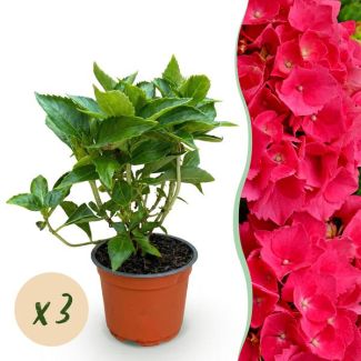 3 Pièces Hortensia Rose/Rouge