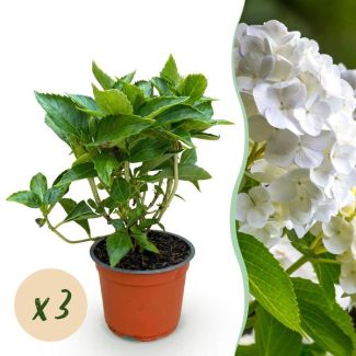 3 Pièces Hortensia Blanc