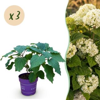 3 Pièces Hortensia Blanc