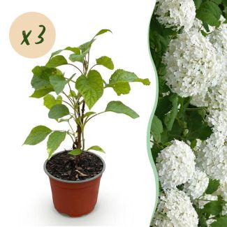 3 Pièces Hortensia Paniculée Blanche (Boules de Neige)