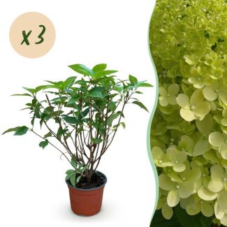 3 pièces d'Hydrangea paniculata Lime verte - Crème - Rose doux