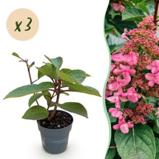 3 Pièces Hortensia Paniculée Blanche - Rose Pâle