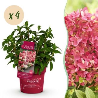 4 pièces d'Hydrangea paniculata Crème à Rouge Rubis