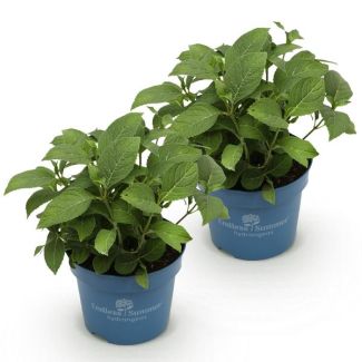 2 Pièces Hortensia Blanc