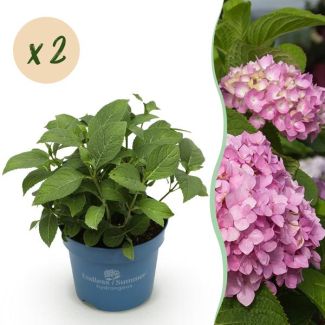 2 Pièces Hortensia Rose