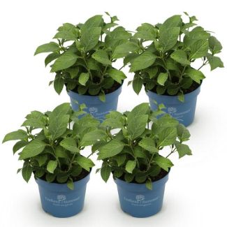 4 pièces d'Hortensia Rose/Rouge