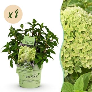 8 Pièces Hortensia Paniculée Crème vers Vert