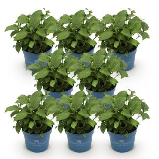 8 Pièces Hortensia Rose
