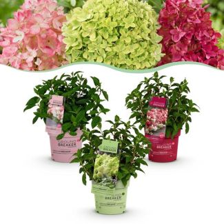 Mélange de 3 variétés d'Hydrangea Paniculata Blanc - Vert/Crème - Crème à Rouge Rubis