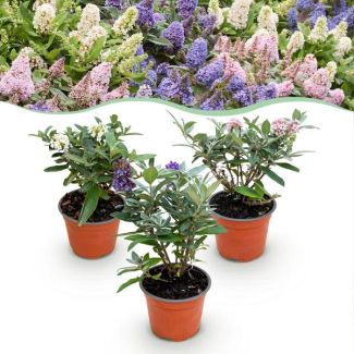 3 pièces de Buddleja multicolore Rose - Blanc - Lilas