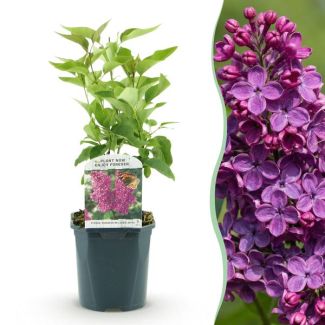Syringa Violet