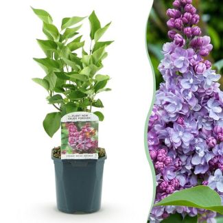 Syringa Rose