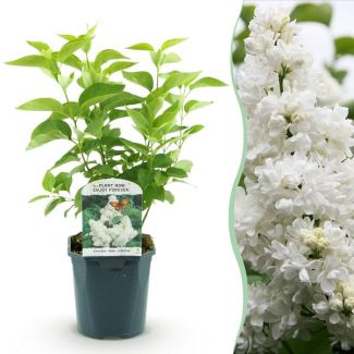 Syringa