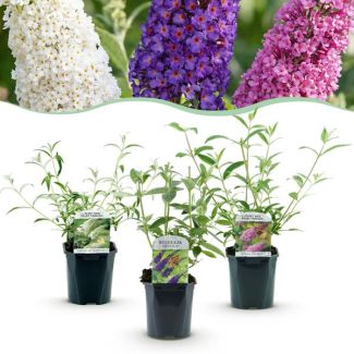 3 Pièces Buddleja Meilleur Multicolore Bleu - Rose - Blanc