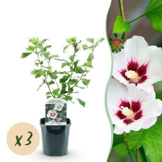 3 Pièces Hibiscus Blanc avec Cœur Rose