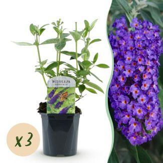 3 Pièces Buddleja Davidii Bleu Profond