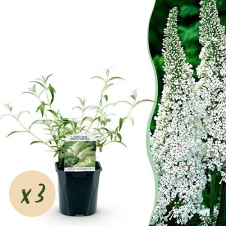 3 Pièces Buddleja Blanc